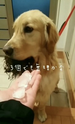 氷3個と犬2