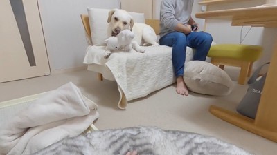 パパさんの隣でまったり♪