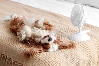 扇風機の前でヘソ天で寝る犬