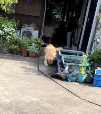 家の方から車のあるところへ向かってくる犬