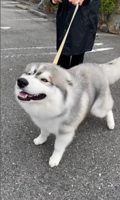 蓮くんの赤ちゃん時代と成長後の姿7