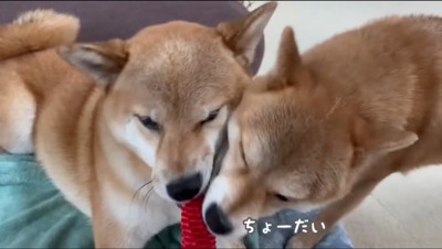 雄の柴犬が遊んでいるおもちゃを咥える雌の柴犬