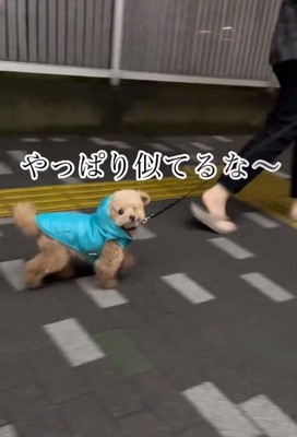 ママを凝視するちびちゃん