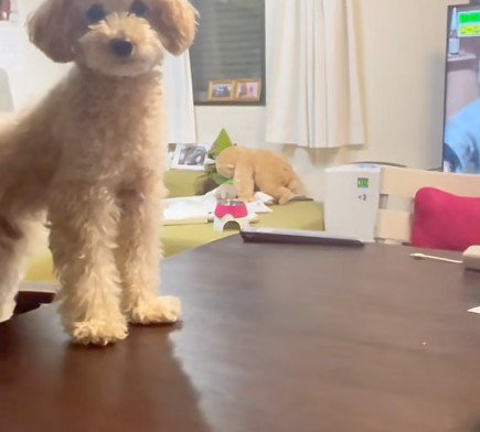 「ルールも守らなきゃ…」