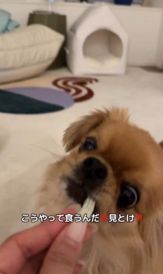 歯磨きガムを怖がるぽっぷくん7