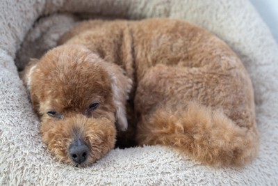 ふて寝している犬