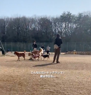 ドッグランで遊ぶわんこたち