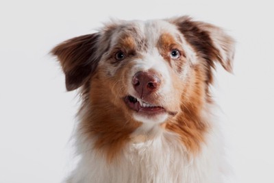 不機嫌な表情の犬