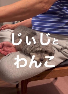 犬嫌いなおじいちゃん