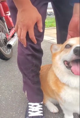 毛がたくさん
