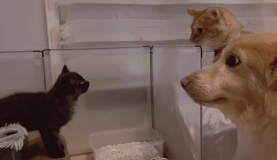 可愛い子猫さんが家族に♡