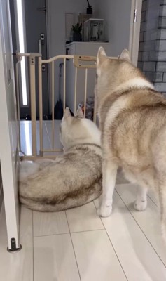 寧々ちゃん＆茶々ちゃんのお出迎え5