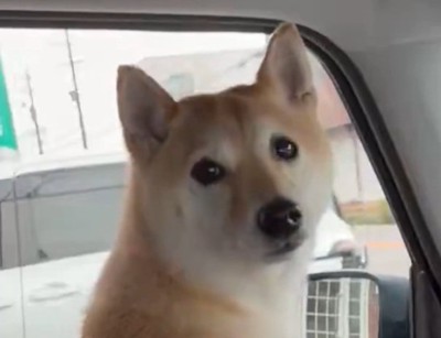 飼い主さんを見るはなこちゃん