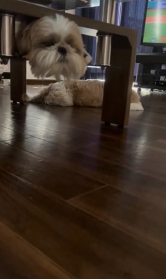 奥の床で伏せている奈々ちゃん