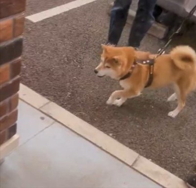 柴犬