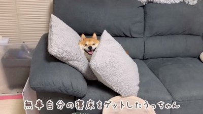 寝床を見つけたうにちゃん