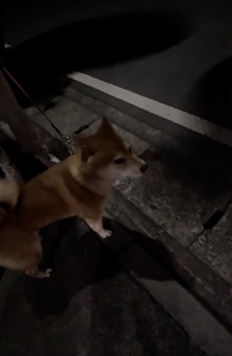 「うわうわうわうわー」