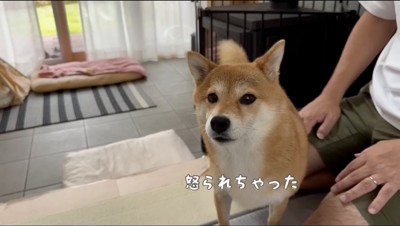 カメラを持っている女性を見つめる雌の柴犬