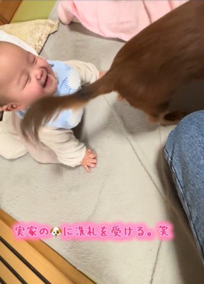 実家のワンコの洗礼を受ける赤ちゃん⑩