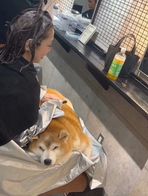 お膝の上に柴犬さんが…!