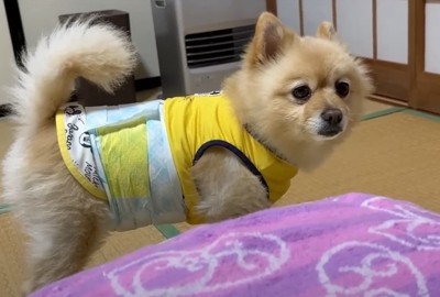 枕元に立つ犬1:50