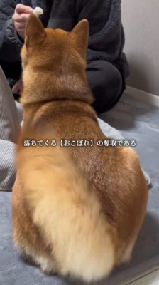 飼い主が持っているおやつを見て、しっぽが動く犬