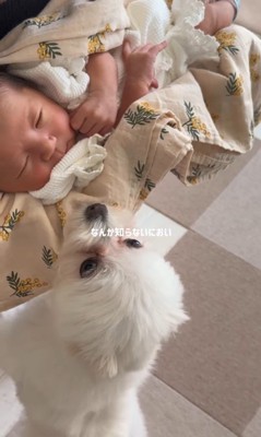 ベポちゃんと赤ちゃん2