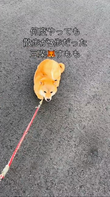 地べたにふせをする豆柴