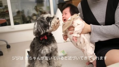 泣いたら様子を見にきてくれるジジちゃん