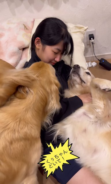 座る女の子に激しくアピールしまくる2頭のゴールデンレトリバー