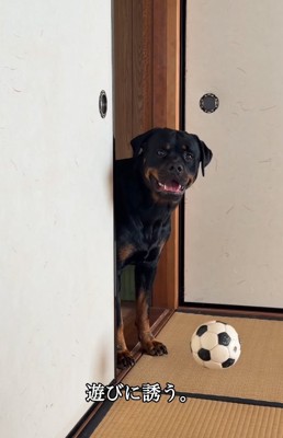 おもちゃを中へ転がす大型犬