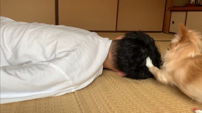 みるくちゃんの前で死んだフリをしたら8