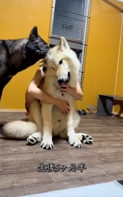 生後5か月半のフューリーくん