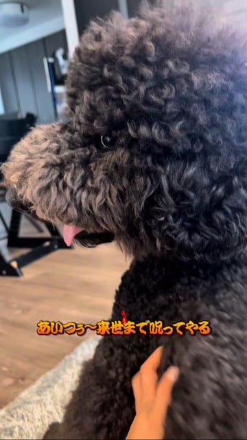 お母さんに撫でられながら不服そうな顔をする犬