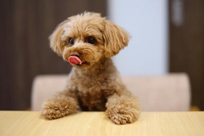 テーブルに前足を乗せるトイプードル