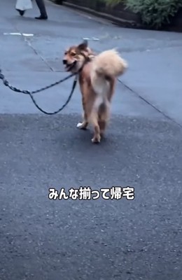 振り返る犬2