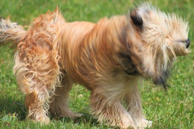 茶の長毛の犬のブルブル