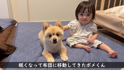 お布団でくつろぐポメくん