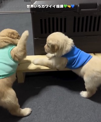 前足を振り上げる子犬