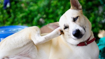 頭を足で掻く犬