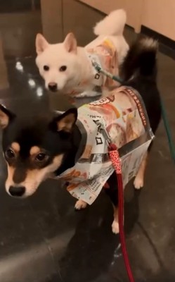 米袋を被った2匹1