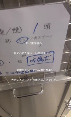 捨てられたキノピーちゃん