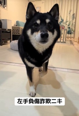 仮病を使うもずくちゃん2