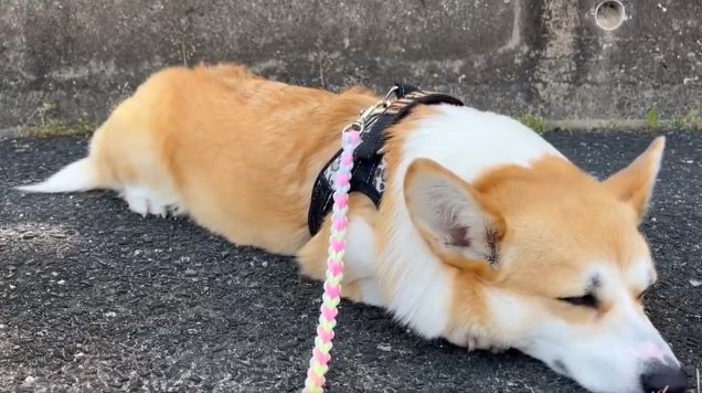 お散歩中のお昼寝