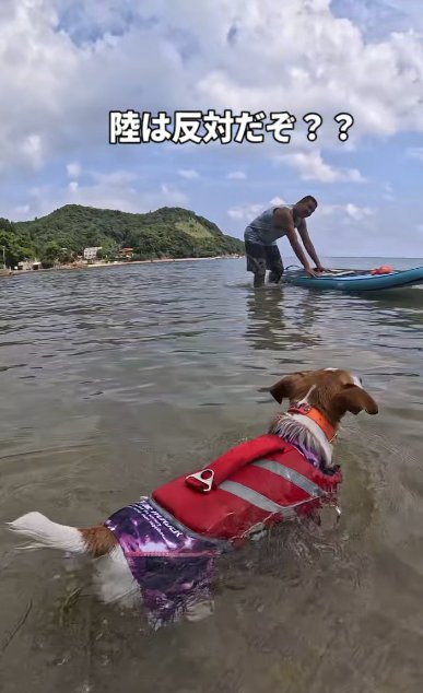 海を泳ぐジャックラッセルテリア