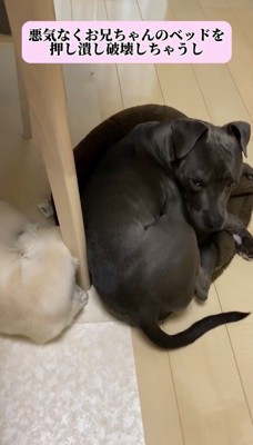 他の犬のベッドの上に乗る黒い犬