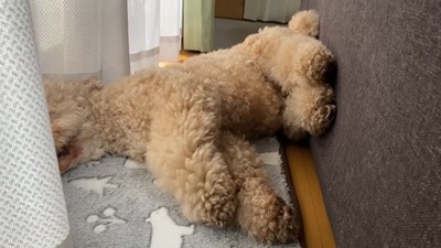 カーテンの陰で寝る犬