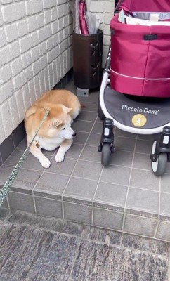 カートを見つめる犬