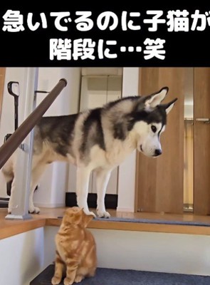 茶太郎ちゃんがいる…