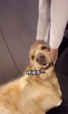 おばちゃんに会えて大興奮のリサちゃん8